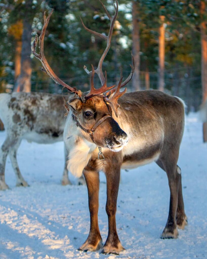 Reindeer at Leavenworth Reindeer Farm