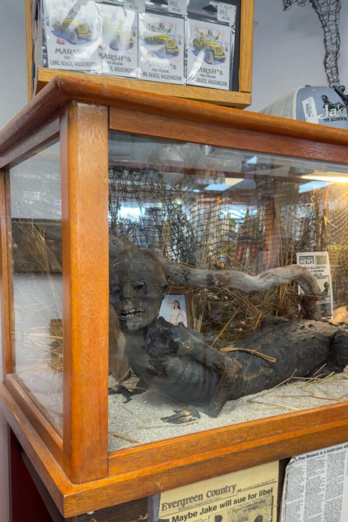 jake-the-alligator-mand-display-at-marshs-free-museum