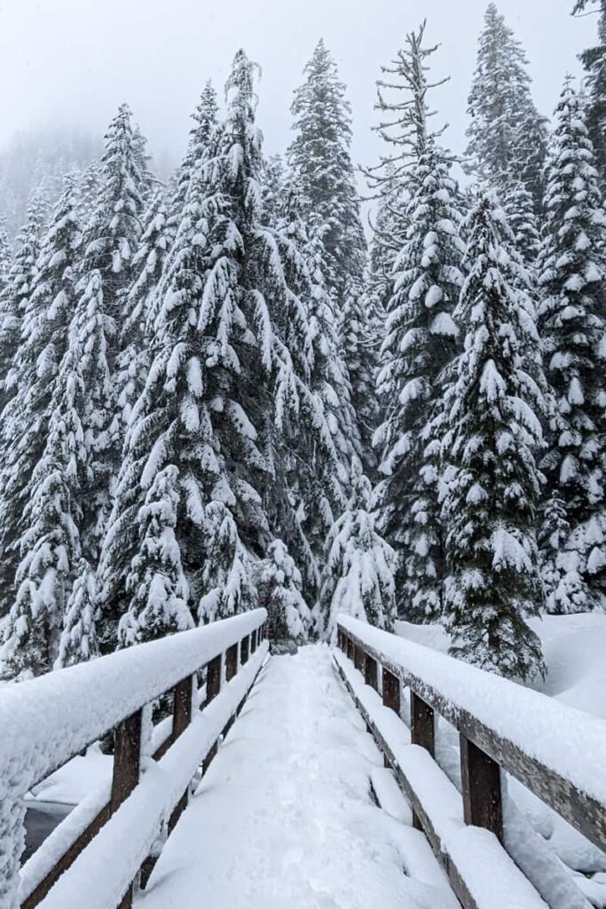 Snow dusted bridge and pine trees at lake 22