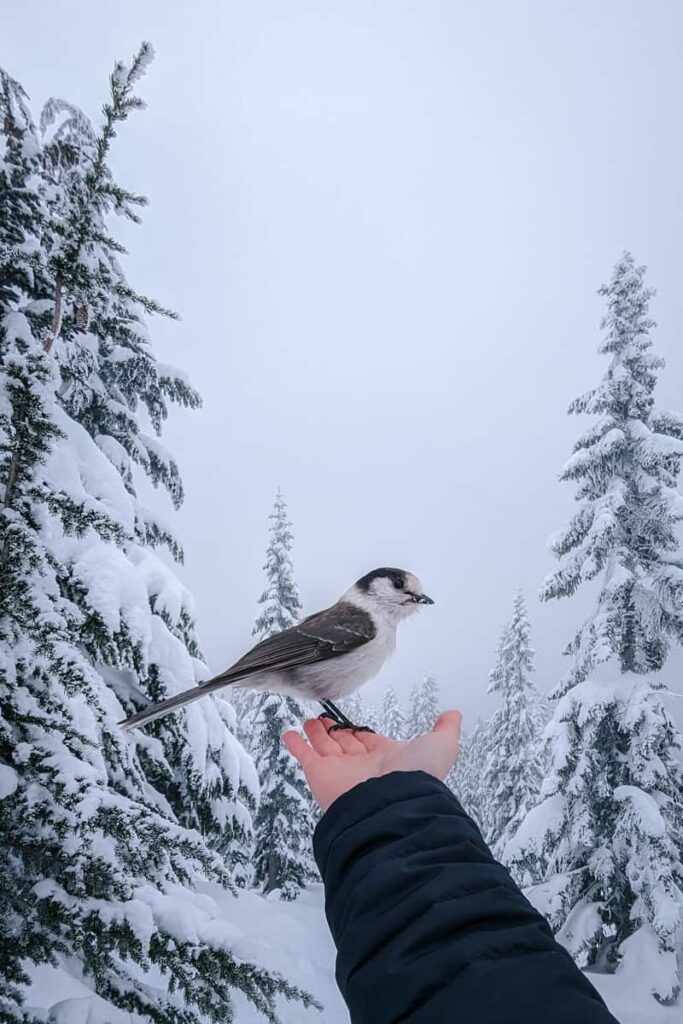 gray jay perched on outstretched hand amidst snow covered pines